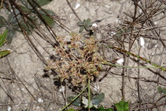 Euphorbia falcata