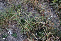 Amygdalus