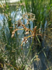 Schoenoplectus litoralis