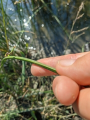 Schoenoplectus litoralis