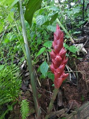 Zingiber anamalayanum