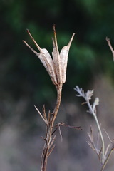 Nigella arvensis