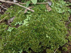Rosulabryum subtomentosum