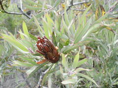Protea burchellii