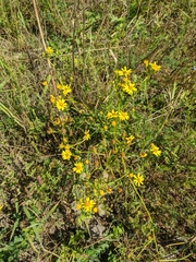 Jacobaea grandidentata