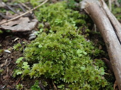 Rosulabryum subtomentosum