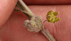 Aspidoglossum glabrescens