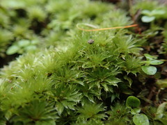 Rosulabryum subtomentosum