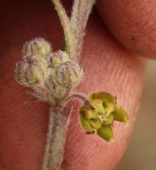 Aspidoglossum glabrescens