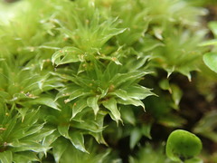 Rosulabryum subtomentosum