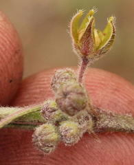 Aspidoglossum glabrescens