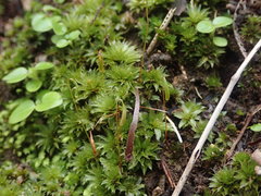 Rosulabryum subtomentosum
