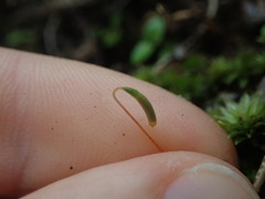 Rosulabryum subtomentosum