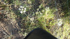 Lichtensteinia interrupta