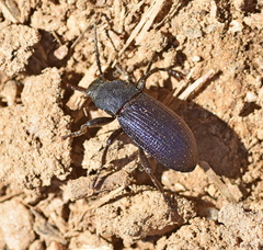 Helops caeruleus