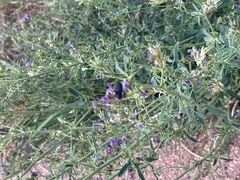 Medicago sativa