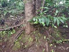 Zingiber anamalayanum