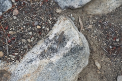Sceloporus graciosus