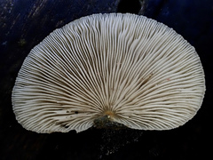 Crepidotus badiofloccosus