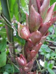 Zingiber anamalayanum