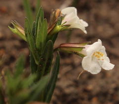 Mimulus gracilis