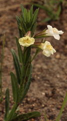 Mimulus gracilis