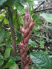 Zingiber anamalayanum