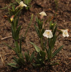 Mimulus gracilis