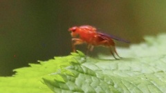 Dryomyzidae