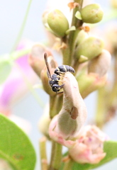 Parancistrocerus hongkongensis