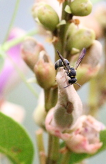 Parancistrocerus hongkongensis