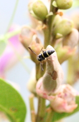 Parancistrocerus hongkongensis
