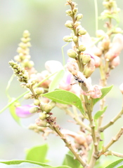 Parancistrocerus hongkongensis