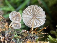 Marasmiellus dendroegrus