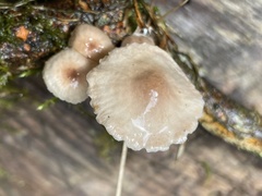 Marasmiellus dendroegrus