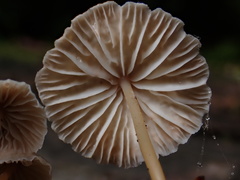 Marasmiellus dendroegrus