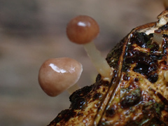 Marasmiellus dendroegrus
