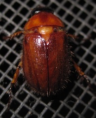 Cyclocephala borealis