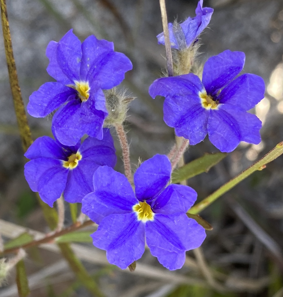 Dampiera pedunculata