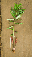 Zingiber anamalayanum