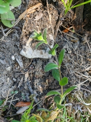 Cerastium brachypetalum
