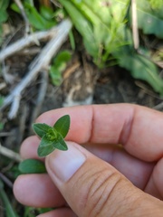 Cerastium brachypetalum