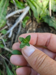 Cerastium brachypetalum