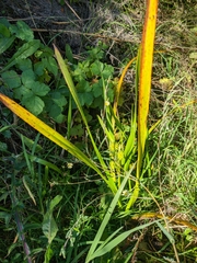 Sparganium erectum