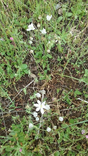 Image of Triteleia lilacina by (c) Mandy Hackney, some rights reserved (CC BY)