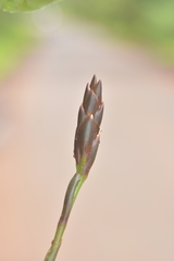 Zingiber anamalayanum