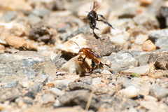 Tetragonilla atripes