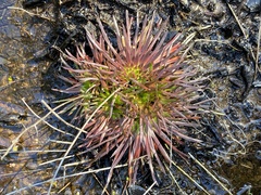 Stylidium caespitosum