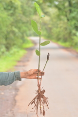 Zingiber anamalayanum