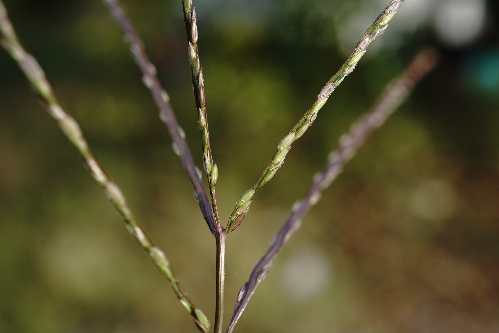 Digitaria